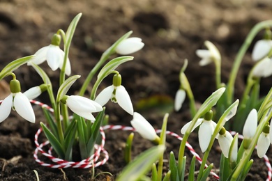 Beautiful snowdrops with thread outdoors. Early spring flowers