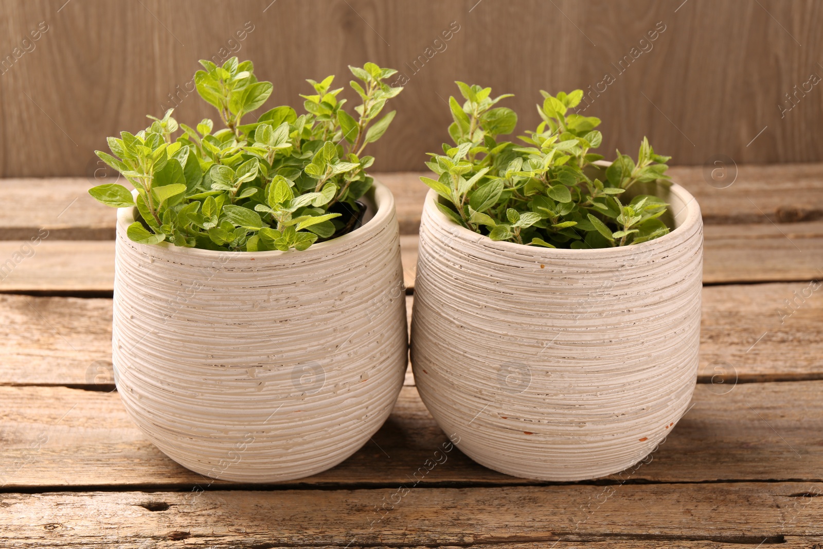 Photo of Aromatic oregano growing in pots on wooden table