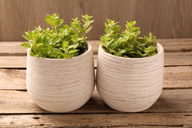 Aromatic oregano growing in pots on wooden table