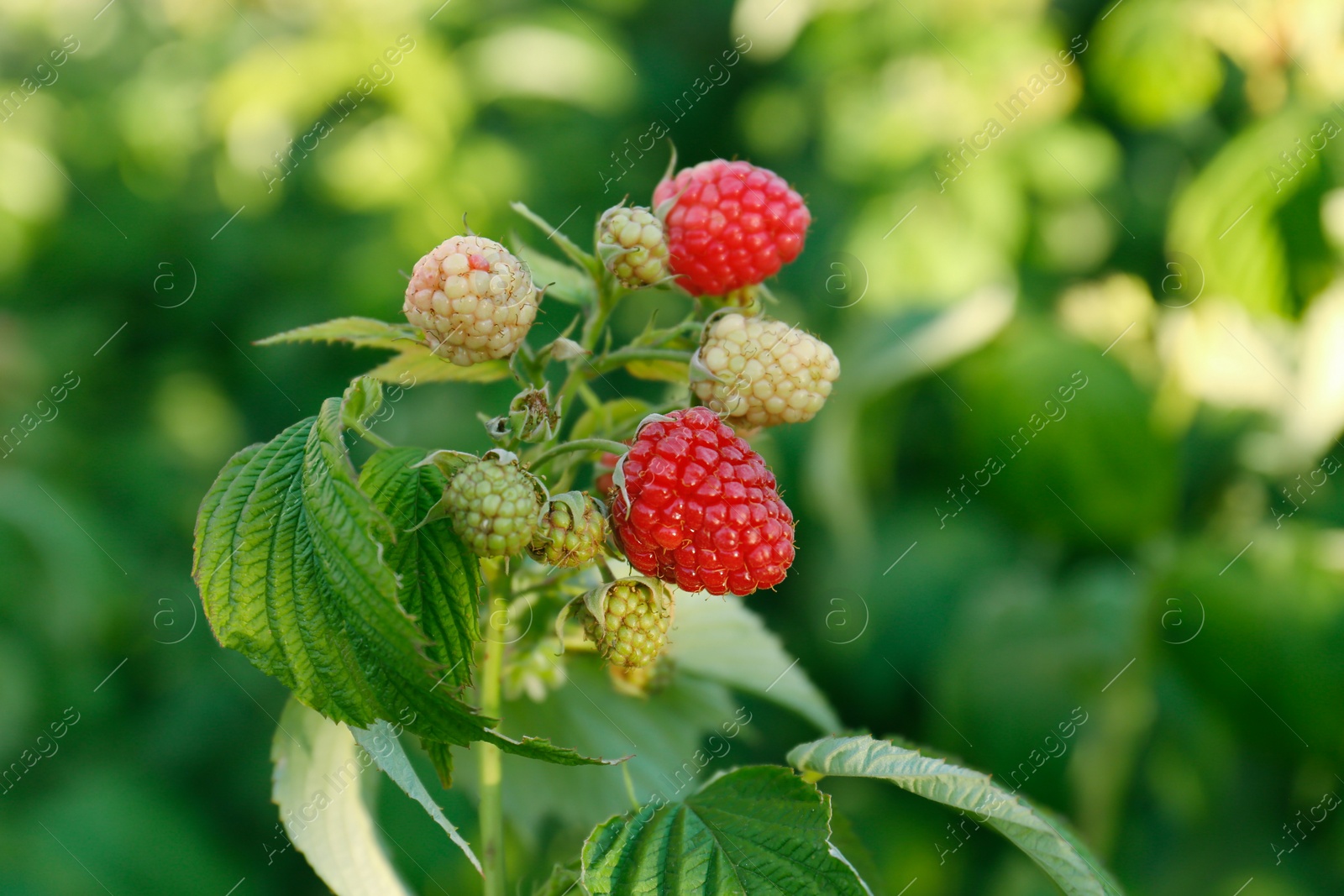 Photo of Beautiful raspberry branch with ripening berries in garden, closeup