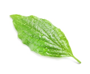 Photo of Green leaf with dew on white background