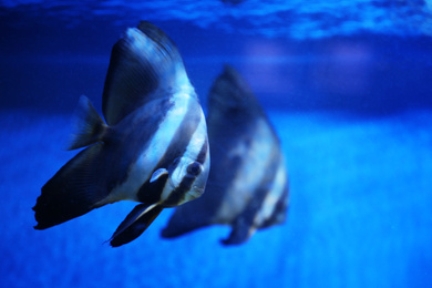 Photo of Beautiful longfin batfish swimming in clear aquarium