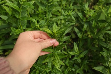 Photo of Woman picking fresh green mint outdoors, closeup