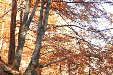Photo of Beautiful trees with color leaves in autumn forest