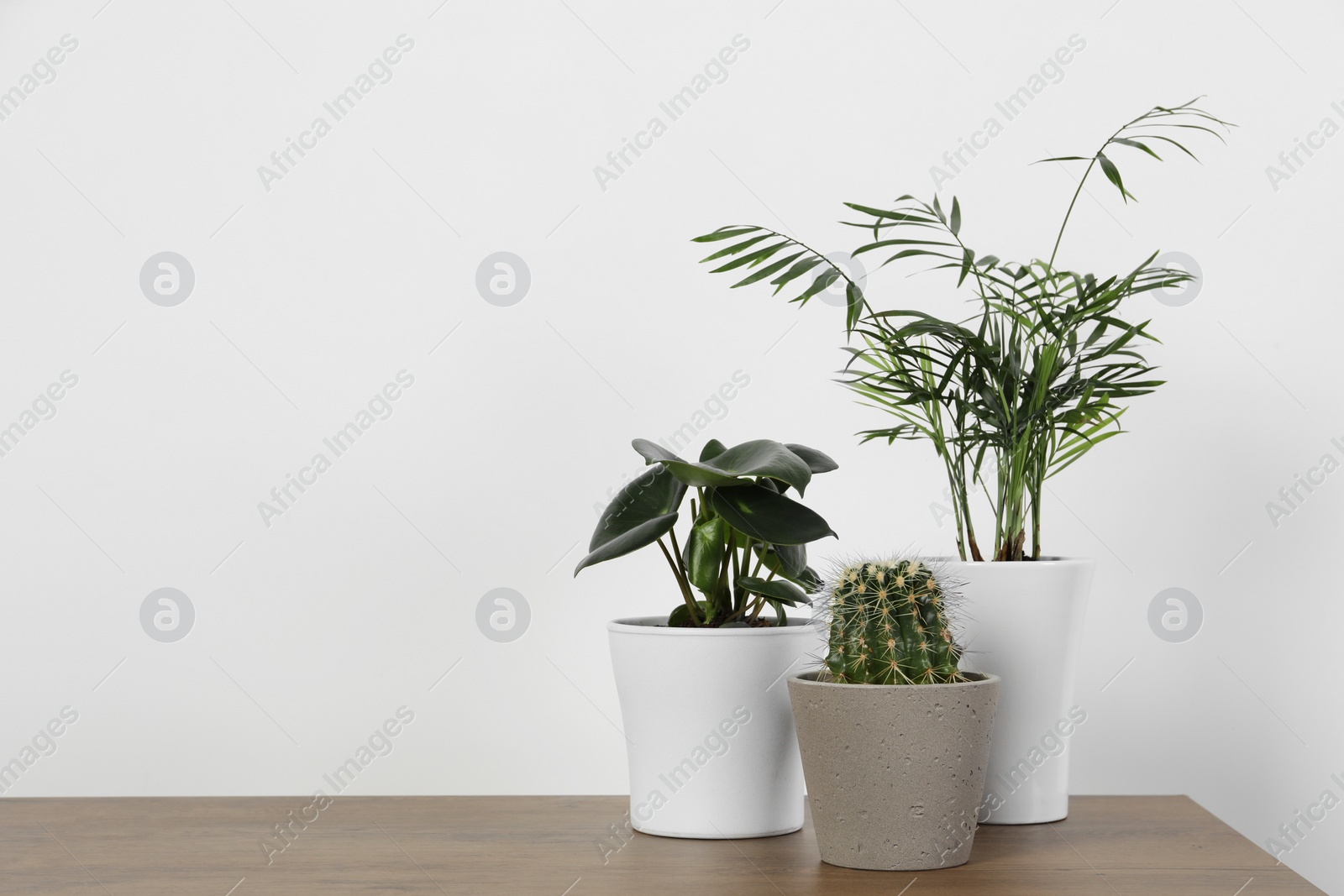 Photo of Many different houseplants in pots on wooden table near white wall, space for text