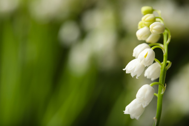 Photo of Beautiful lily of the valley on blurred background, closeup. Space for text