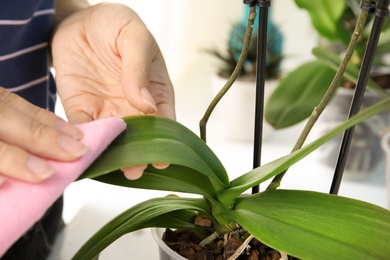 Photo of Woman taking care of orchid plant on window sill, closeup