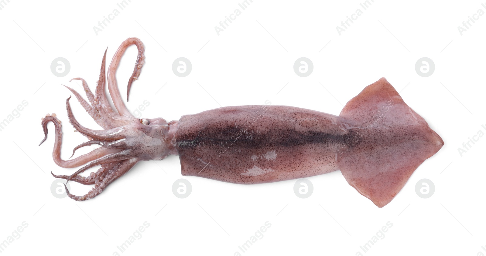 Photo of Fresh raw squid isolated on white, top view