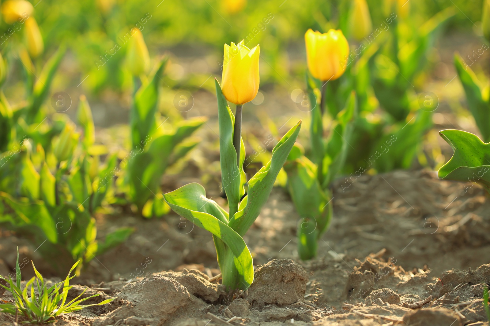 Photo of Field with fresh beautiful tulips. Blooming spring flowers