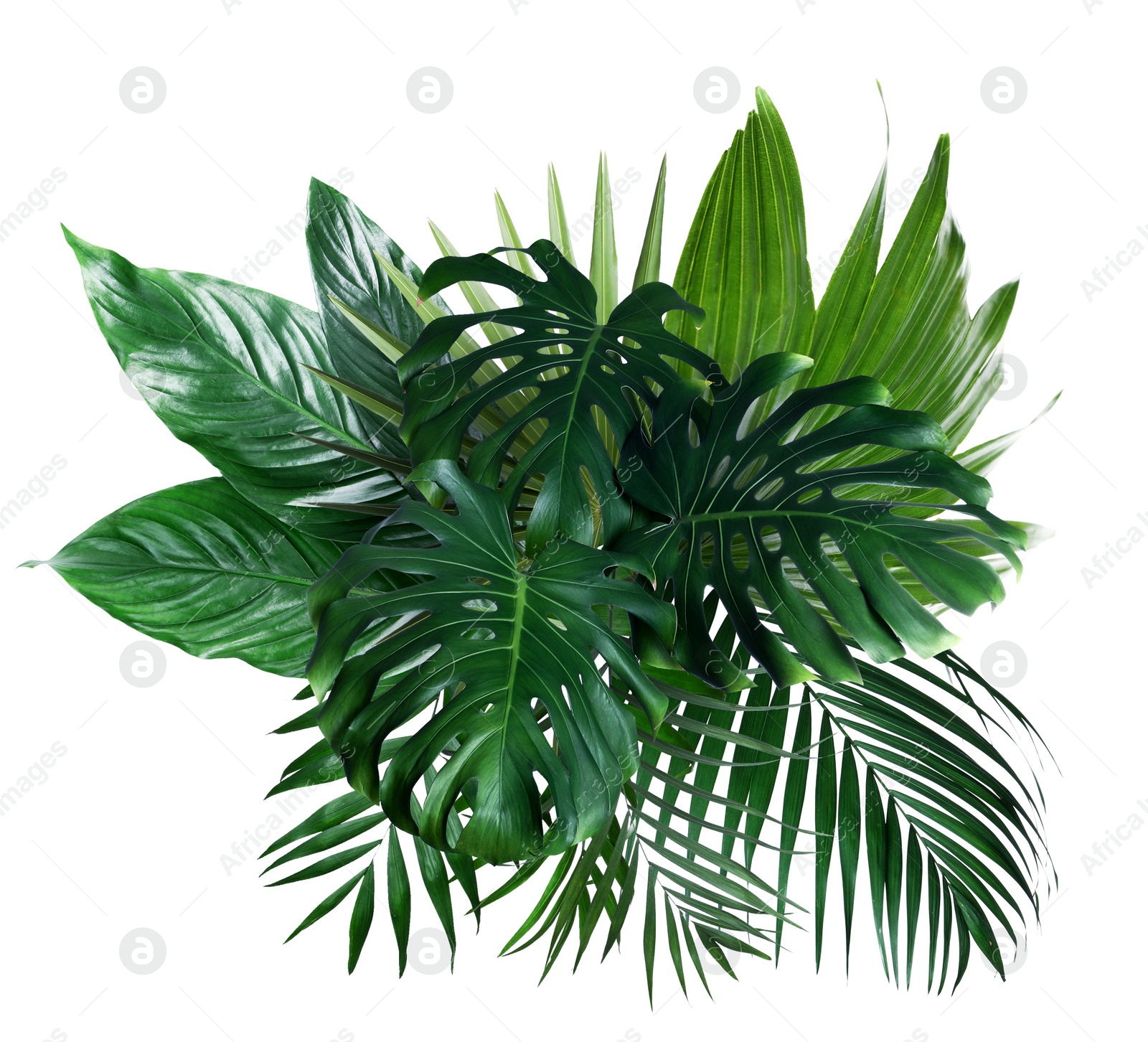 Image of Different fresh tropical leaves on white background