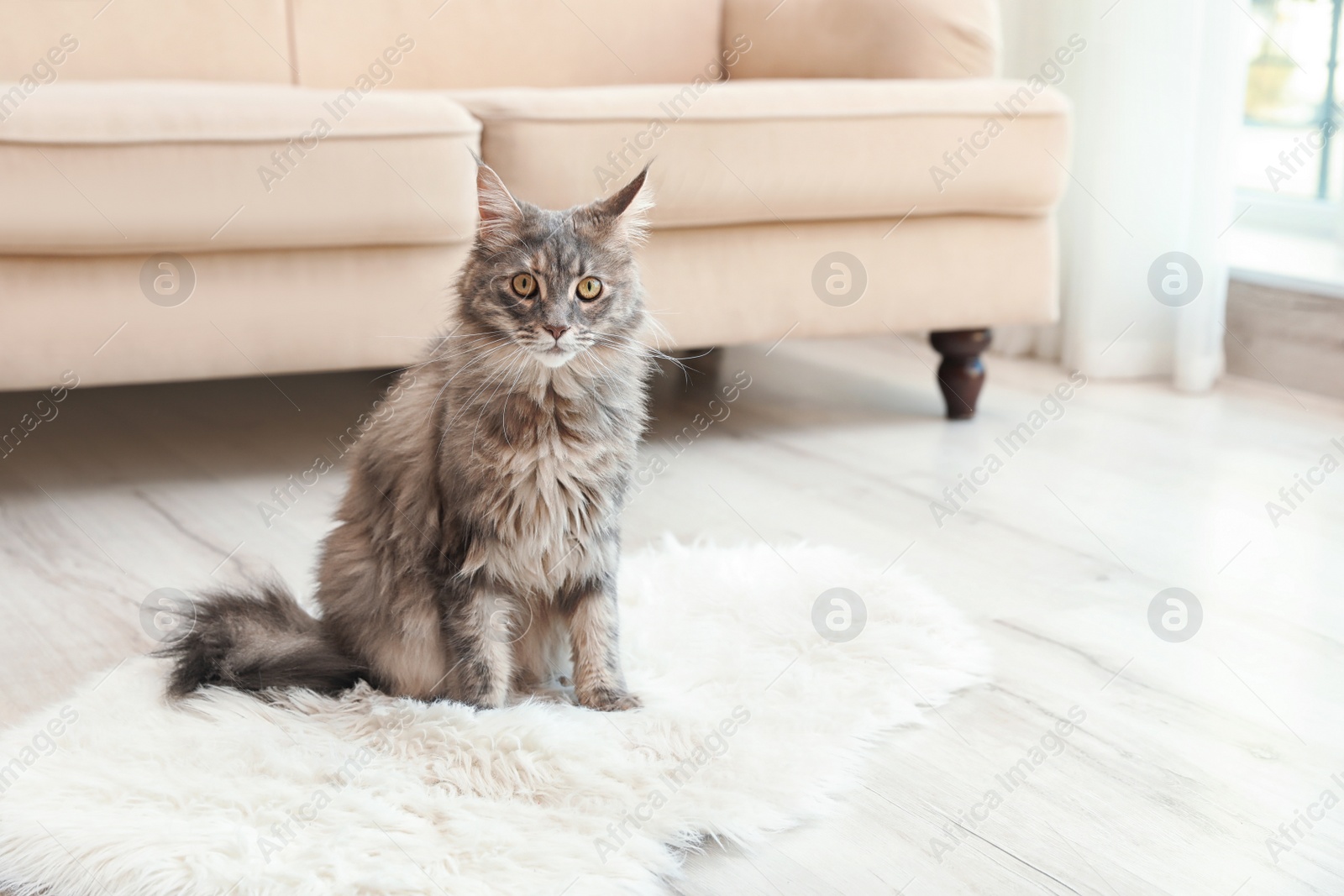 Photo of Adorable Maine Coon cat on fluffy rug at home. Space for text