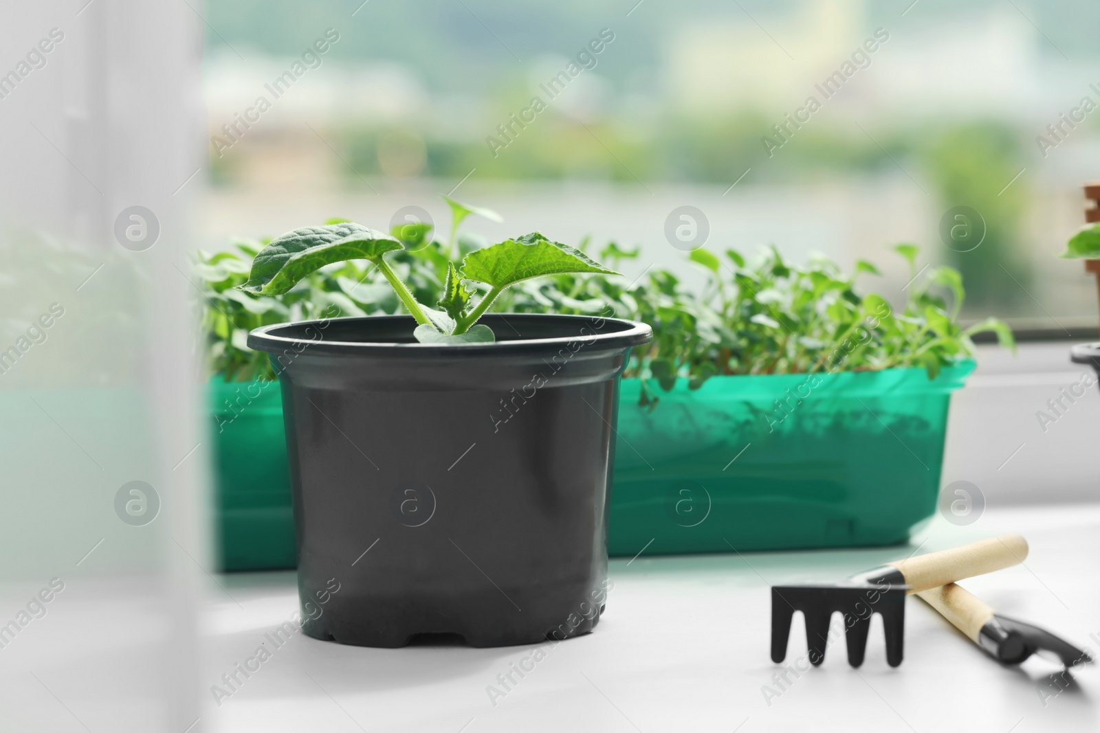 Photo of Seedlings growing in plastic containers with soil and gardening tools on windowsill