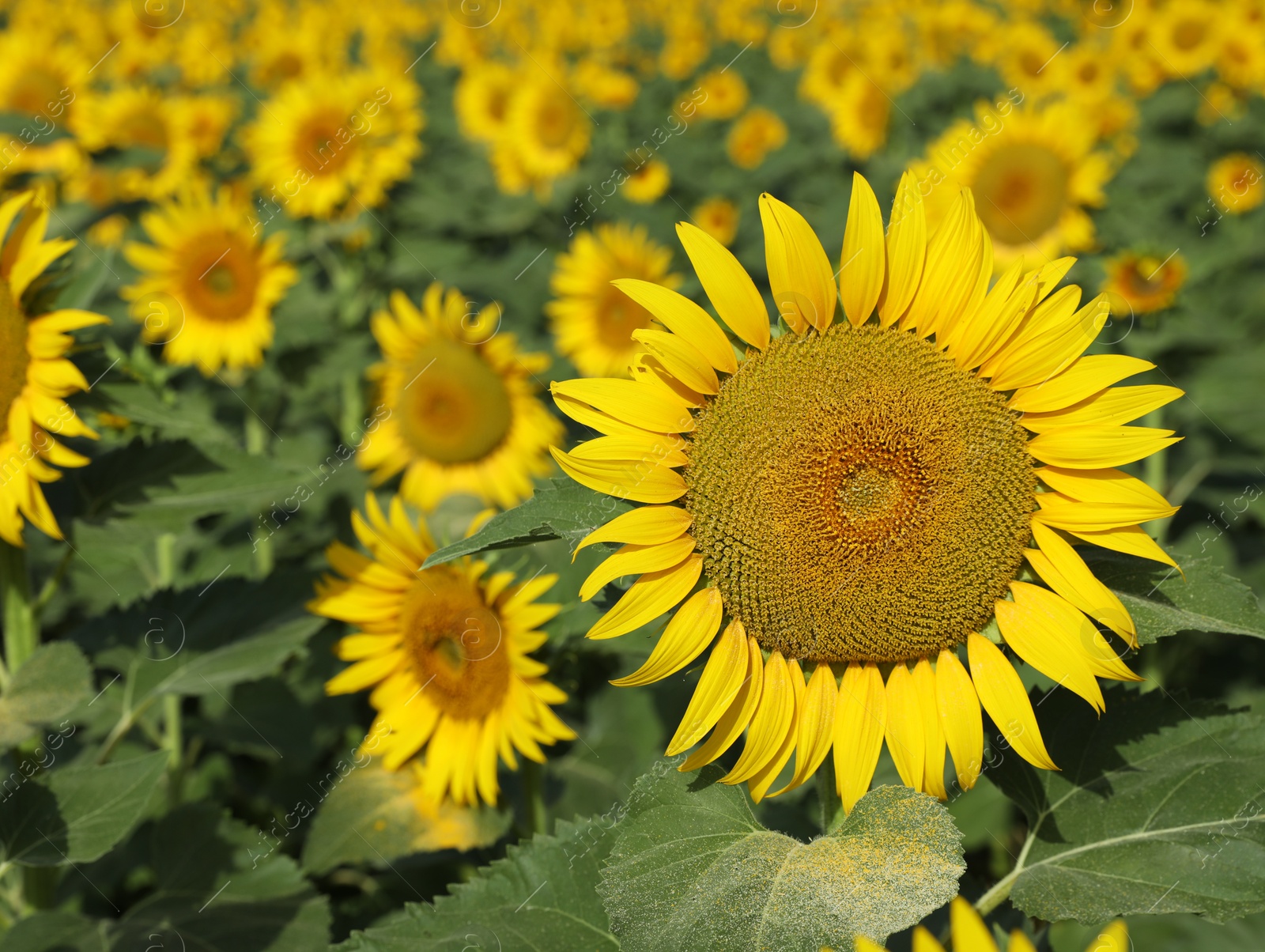 Photo of Beautiful sunflowers growing in field on sunny day