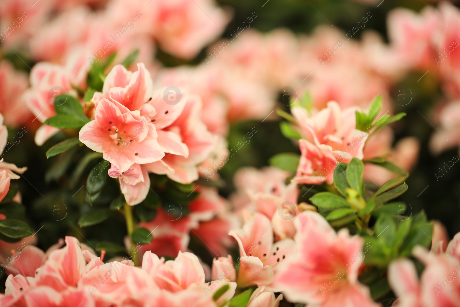 Photo of Beautiful blooming azalea flowers, closeup. Tropical plant