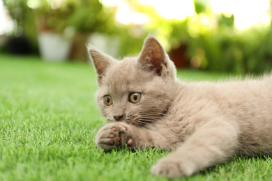 Photo of Scottish straight baby cat playing on green grass