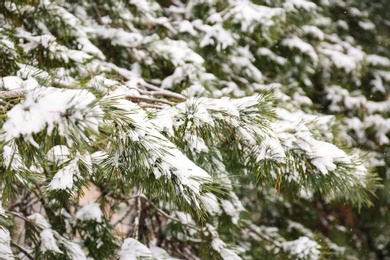 Photo of Coniferous branches covered with fresh snow, closeup