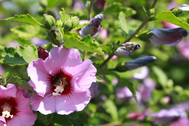 Photo of Beautiful hibiscus flowers outdoors on sunny day, closeup. Space for text