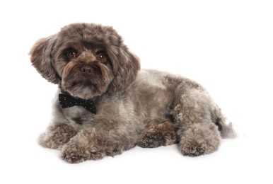 Cute Maltipoo dog with bow tie on white background. Lovely pet