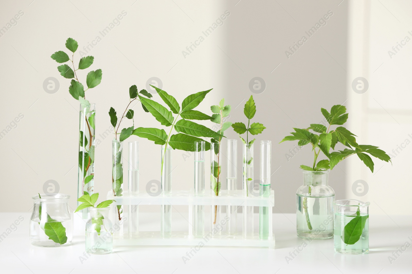 Photo of Laboratory glassware with plants on white table