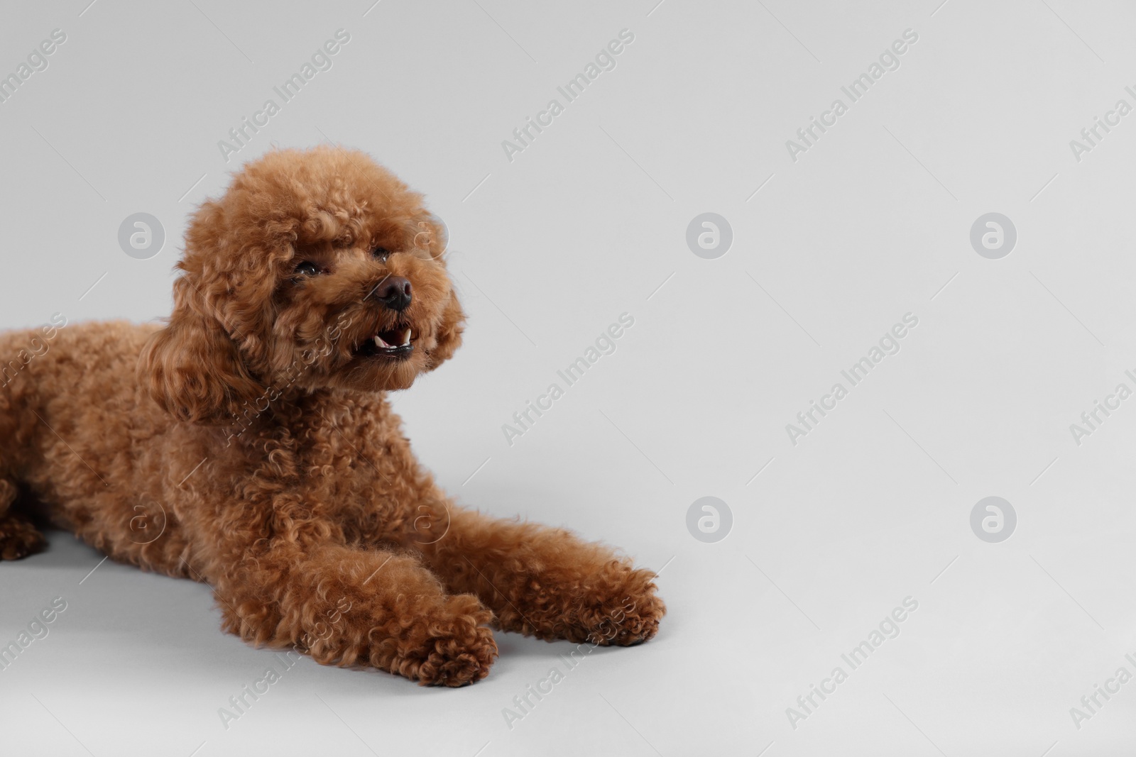 Photo of Cute Maltipoo dog on light grey background, space for text. Lovely pet