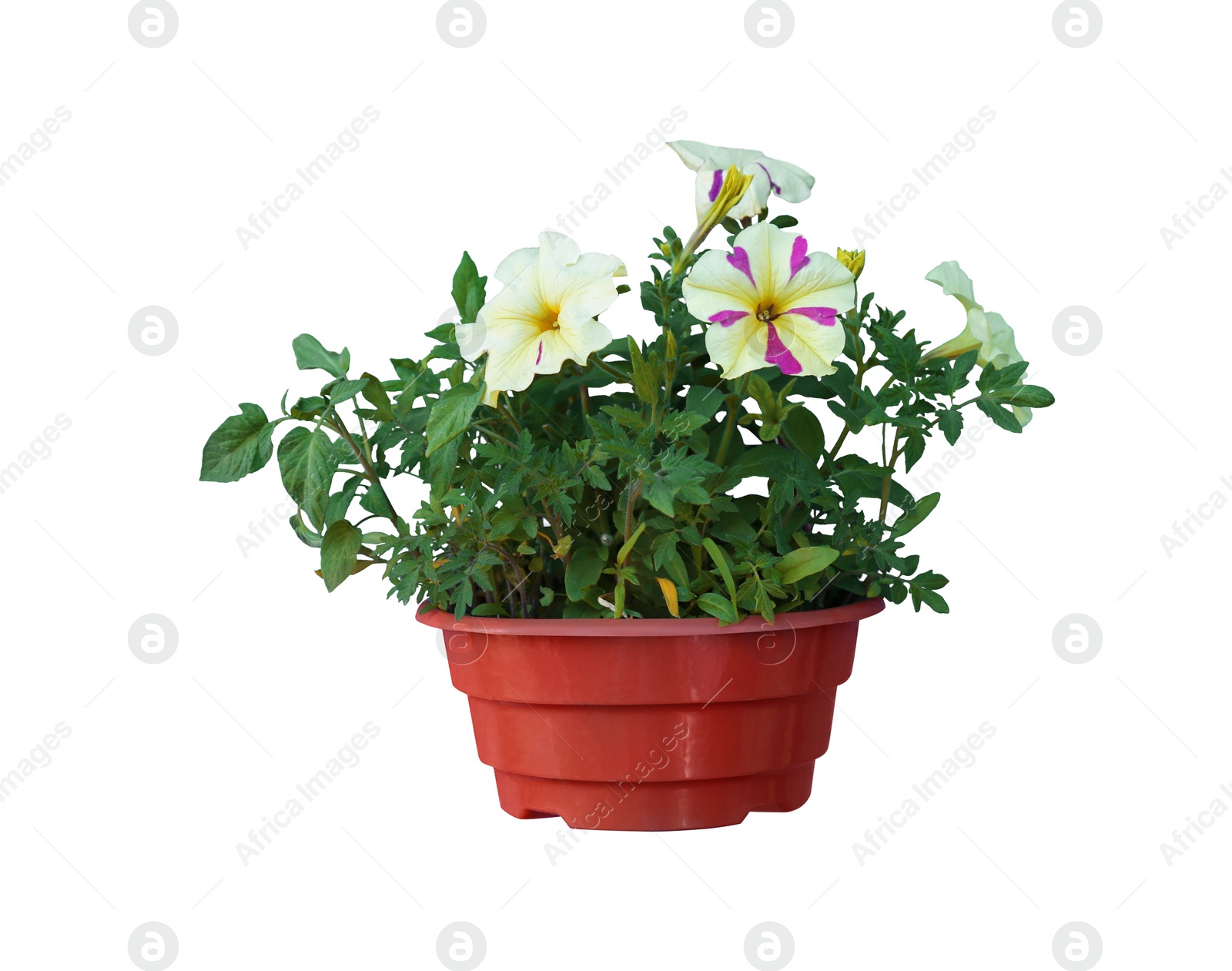 Image of Beautiful petunia flowers in pot on white background 