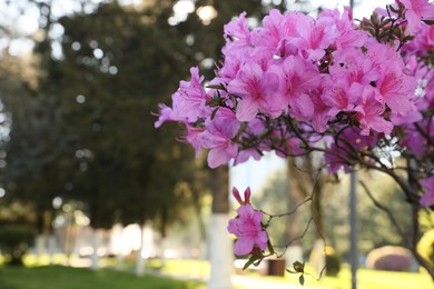 Photo of Beautiful Rhododendron bush with pink flowers growing outdoors, closeup. Space for text