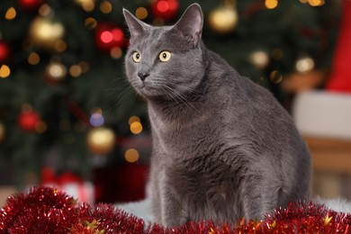 Cute cat with colorful tinsel near Christmas indoors. Space for text
