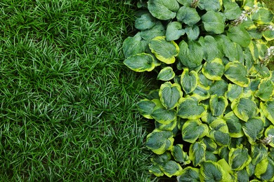 Photo of Beautiful hostas and green grass outdoors, top view