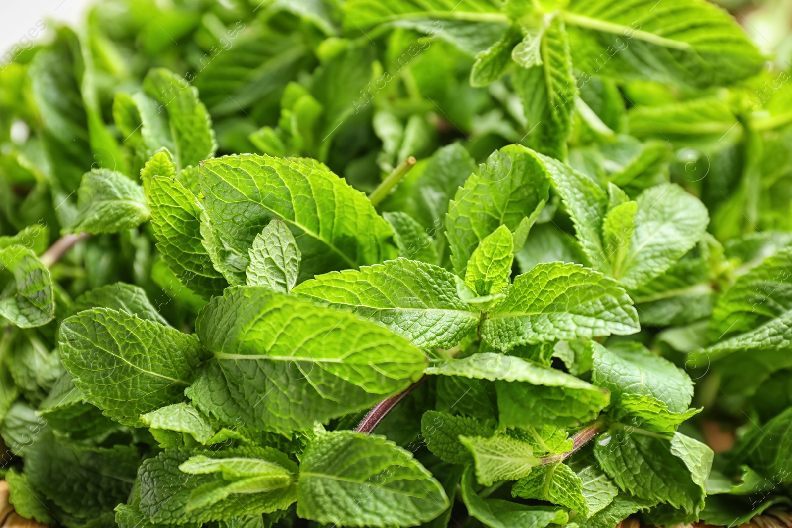 Photo of Fresh aromatic green mint, closeup view