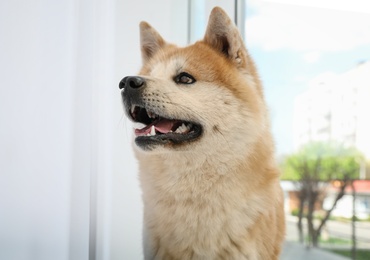 Cute Akita Inu dog near window indoors