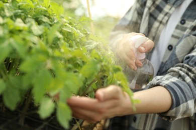 Photo of Woman spraying tomato seedlings with water in greenhouse, closeup