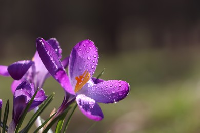 Photo of Fresh purple crocus flowers growing on blurred background, closeup