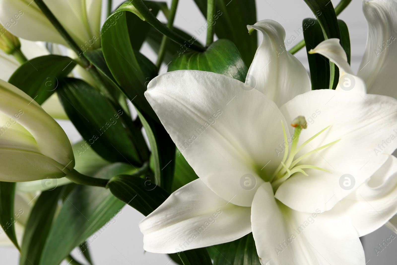 Photo of Beautiful lily flowers on white background, closeup