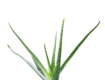 Photo of Aloe vera with green leaves on white background