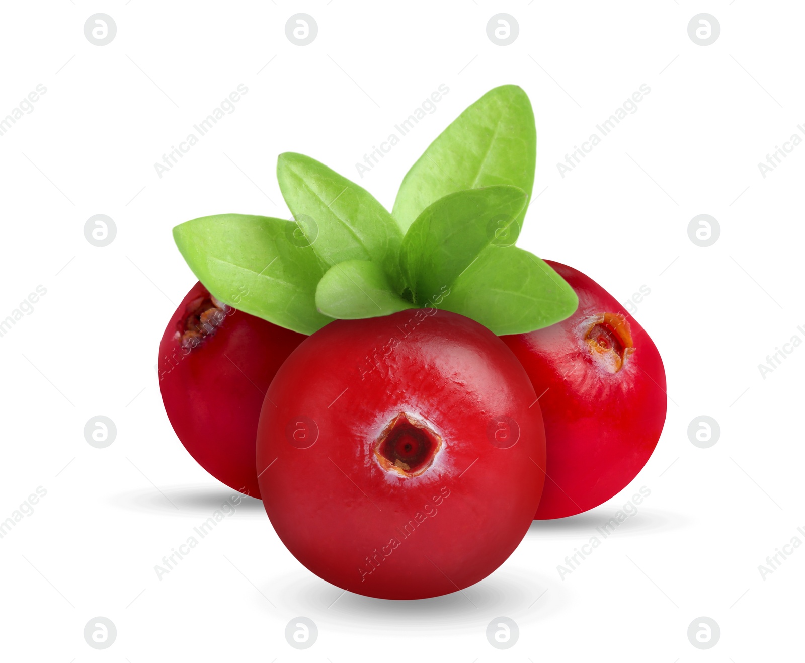 Image of Fresh ripe cranberries with leaves isolated on white