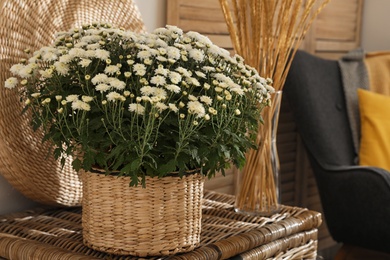 Beautiful fresh chrysanthemum flowers on wicker chest at home