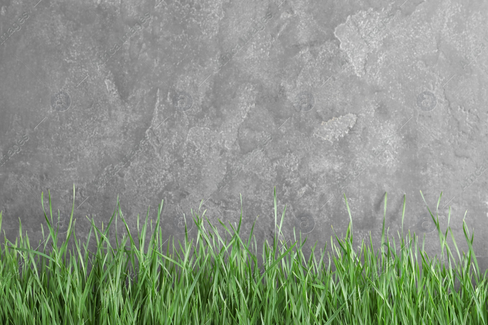 Photo of Fresh green grass near grey fence. Space for text