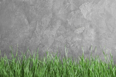 Photo of Fresh green grass near grey fence. Space for text