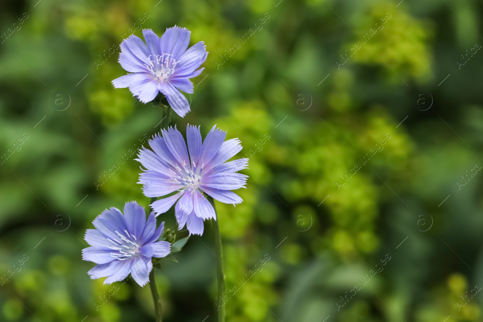 Photo of Beautiful blooming chicory flowers growing outdoors, closeup. Space for text