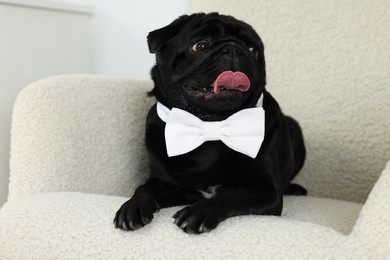 Photo of Cute Pug dog with white bow tie on neck in room