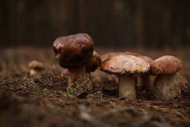 Wild edible mushrooms growing in autumn forest