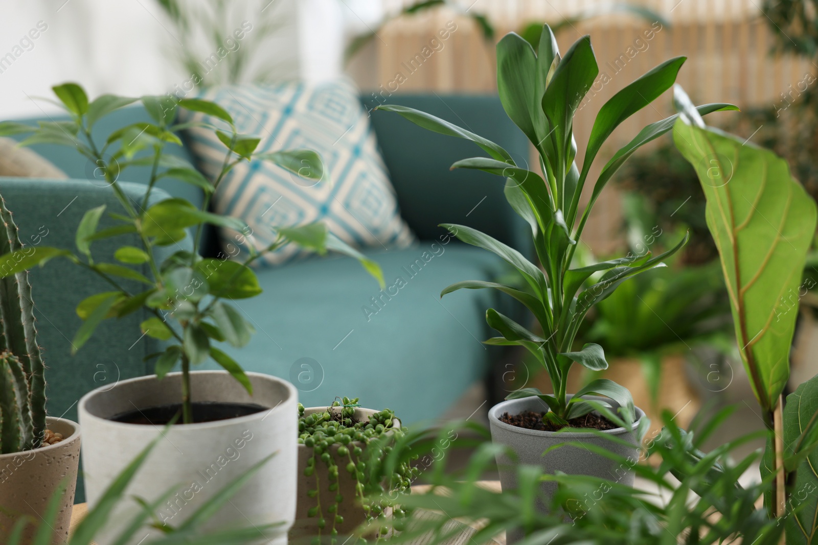 Photo of Relaxing atmosphere. Many different potted houseplants in room