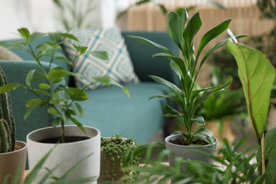 Photo of Relaxing atmosphere. Many different potted houseplants in room