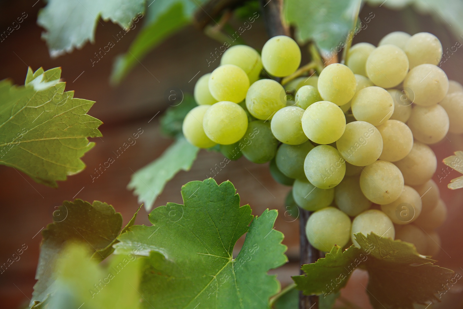 Photo of Bunch of ripe grapes on branch in vineyard, closeup