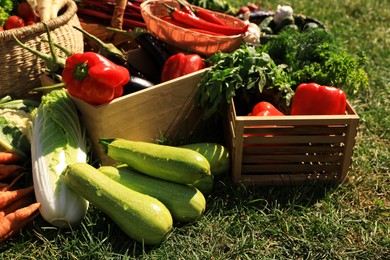 Photo of Different fresh ripe vegetables on green grass