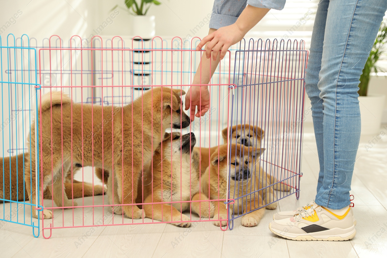 Photo of Woman near playpen with Akita Inu puppies indoors. Baby animals