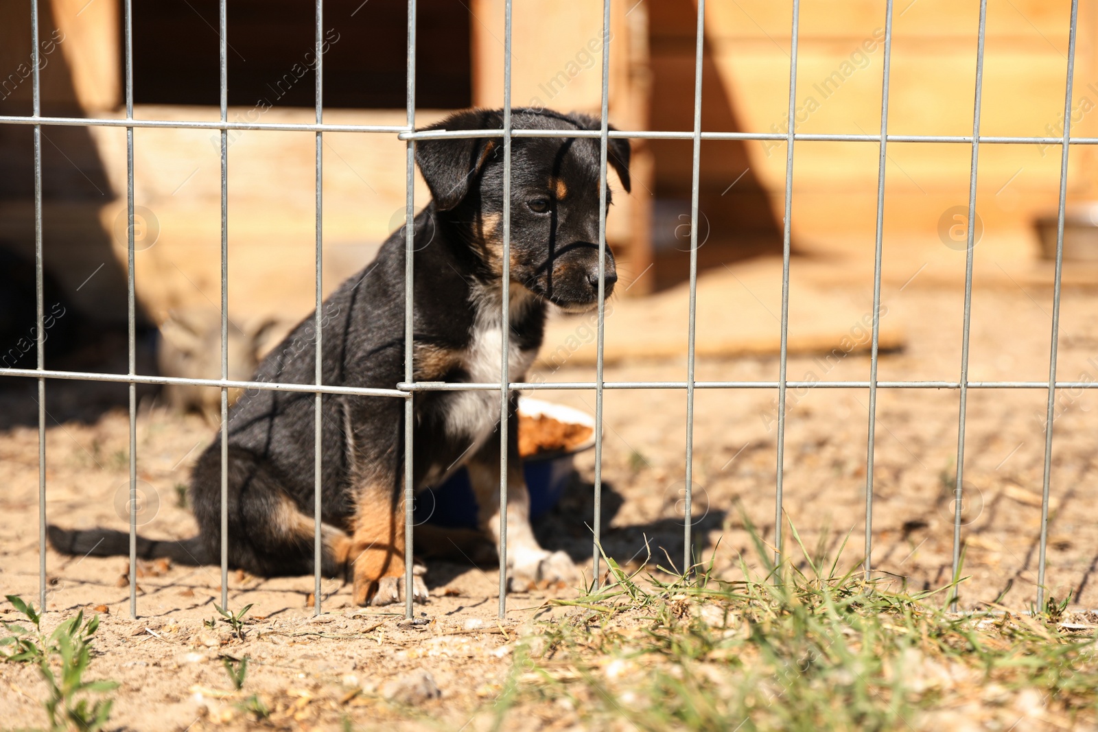 Photo of Cage with homeless dog in animal shelter, space for text. Concept of volunteering