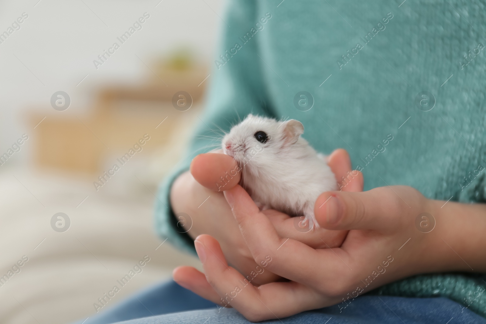 Photo of Little girl with cute hamster at home, closeup. Space for text