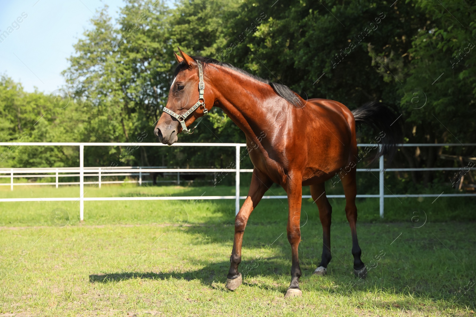 Photo of Bay horse in paddock on sunny day. Beautiful pet