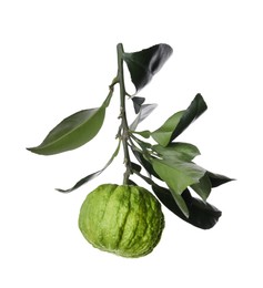 Photo of Bergamot tree branch with fruit and leaves on white background
